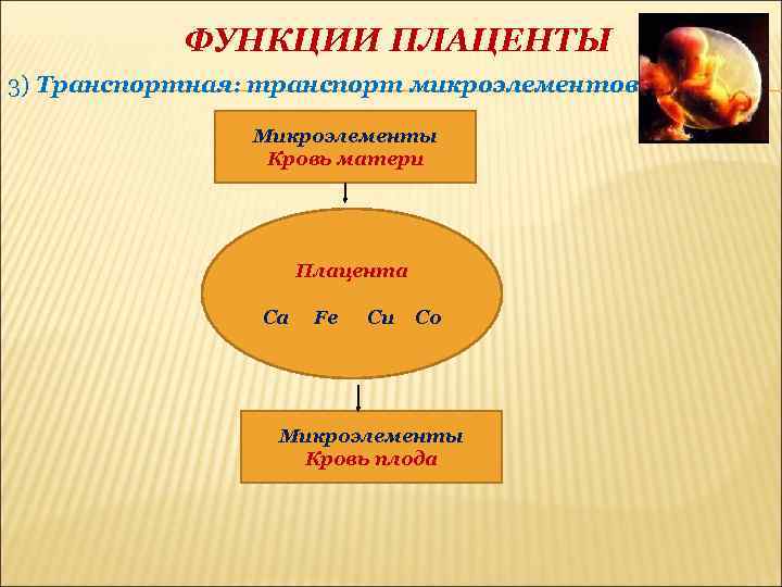 ФУНКЦИИ ПЛАЦЕНТЫ 3) Транспортная: транспорт микроэлементов Микроэлементы Кровь матери Плацента Ca Fe Cu Co