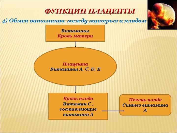 ФУНКЦИИ ПЛАЦЕНТЫ 4) Обмен витаминов между матерью и плодом Витамины Кровь матери Плацента Витамины