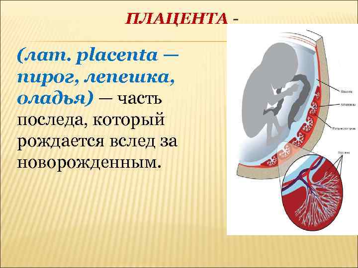 ПЛАЦЕНТА - (лат. placenta — пирог, лепешка, оладья) — часть последа, который рождается вслед