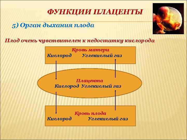 ФУНКЦИИ ПЛАЦЕНТЫ 5) Орган дыхания плода Плод очень чувствителен к недостатку кислорода Кровь матери