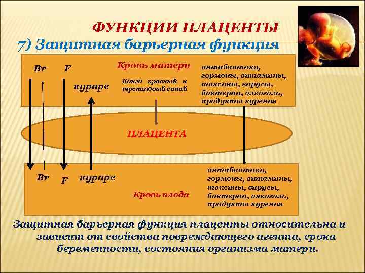 ФУНКЦИИ ПЛАЦЕНТЫ 7) Защитная барьерная функция Br Kровь матери F кураре Конго красный и