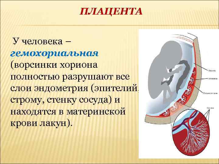 Плацента это. Строение плаценты гемохориального типа. Строение десмохориальной плаценты. Материнская поверхность плаценты.