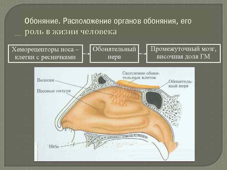 Обоняние кратко. Строение органа обоняния человека схема. Обонятельный анализатор нос. Структура органа обоняния. Строение носа обоняние.