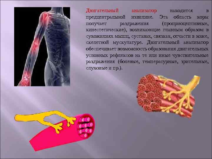 Двигательный анализатор. Скелетно мышечный анализатор. Двигательный анализатор презентация. Двигательный кинестетический анализатор.