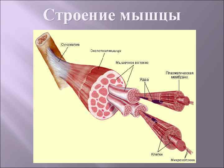 Мышечный анализатор схема