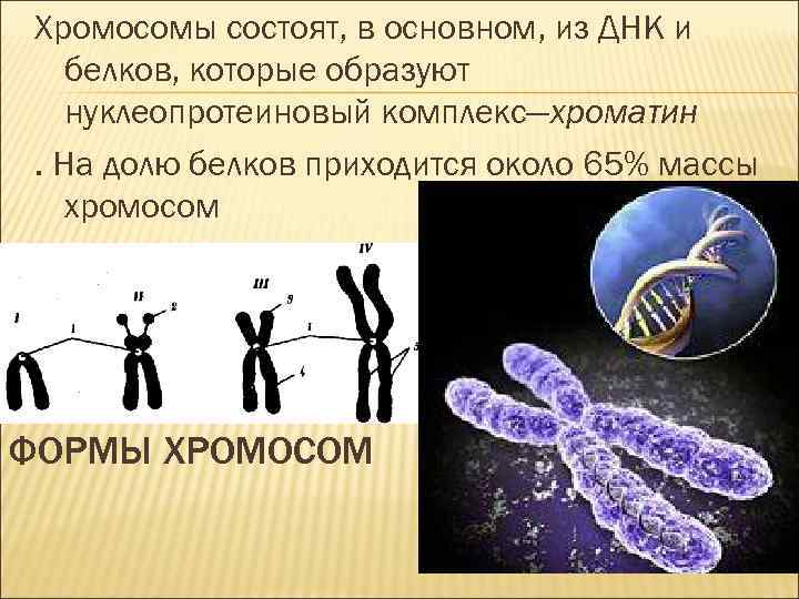 Хромосомы состоят, в основном, из ДНК и белков, которые образуют нуклеопротеиновый комплекс—хроматин. На долю