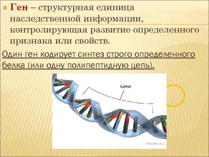 1 ген 1 полипептид. Ген это единица наследственной информации. Ген генетическая информация. Структурная единица наследственной информации. Ген структурная единица.