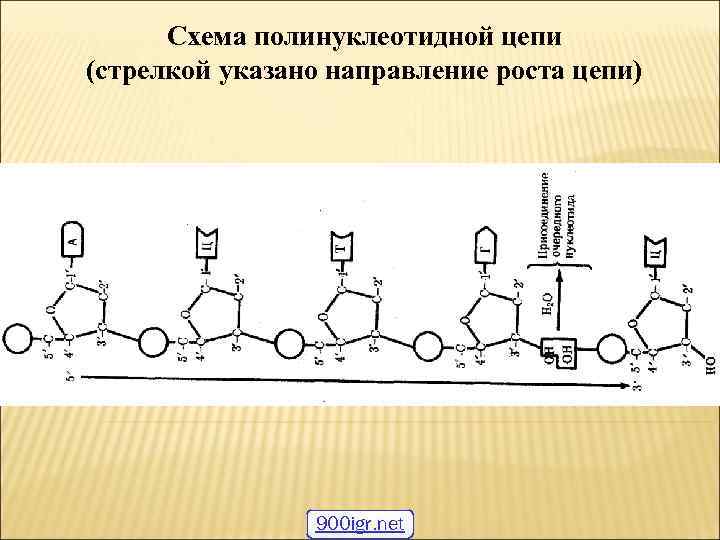  Схема полинуклеотидной цепи (стрелкой указано направление роста цепи) 900 igr. net 