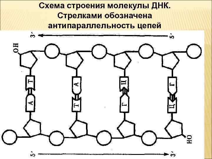  Схема строения молекулы ДНК. Стрелками обозначена антипараллельность цепей 900 igr. net 