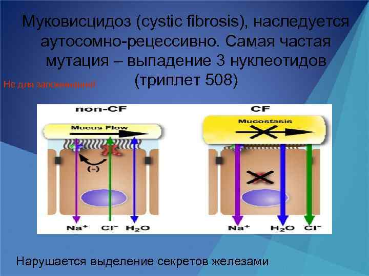 Муковисцидоз (cystic fibrosis), наследуется аутосомно-рецессивно. Самая частая мутация – выпадение 3 нуклеотидов (триплет 508)