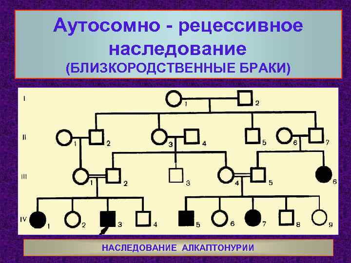 Аутосомно - рецессивное наследование (БЛИЗКОРОДСТВЕННЫЕ БРАКИ) НАСЛЕДОВАНИЕ АЛКАПТОНУРИИ 