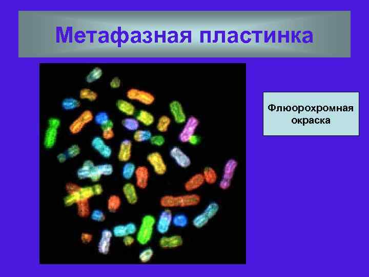 Метафазная пластинка Флюорохромная окраска 