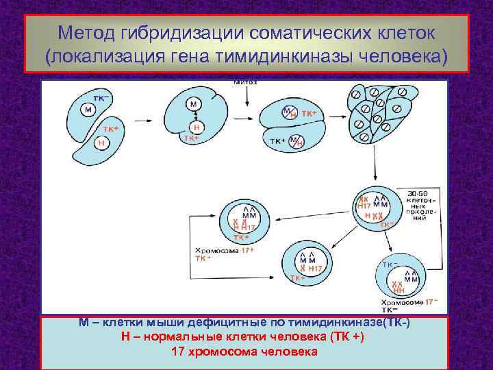 Метод гибридизации соматических клеток (локализация гена тимидинкиназы человека) М – клетки мыши дефицитные по