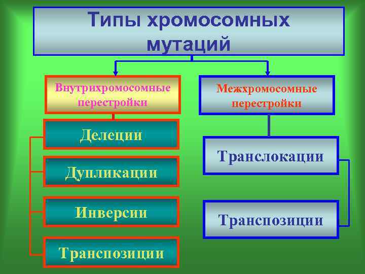 Типы хромосомных мутаций Внутрихромосомные перестройки Межхромосомные перестройки Делеции Дупликации Инверсии Транспозиции Транслокации Транспозиции 