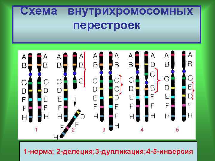 Рассмотрите фотографии хромосомных мутаций делеции инверсии дупликации