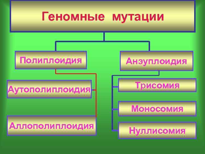 Геномные мутации Полиплоидия Анэуплоидия Аутополиплоидия Трисомия Моносомия Аллополиплоидия Нуллисомия 