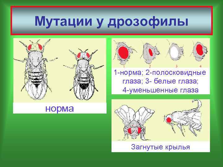 Разные наследственные формы мухи дрозофилы картинки