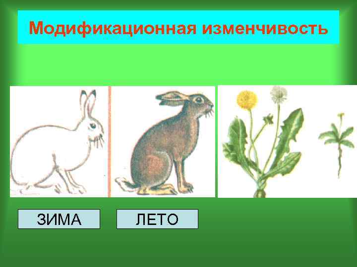 Презентация наследственная изменчивость модификационная изменчивость