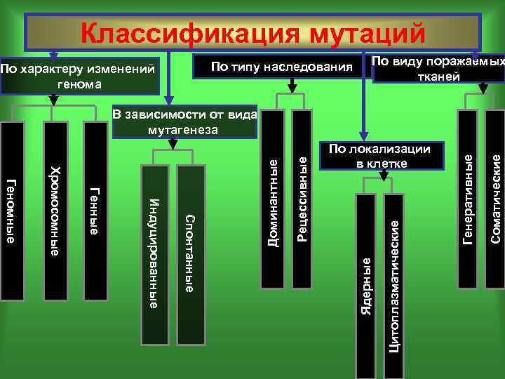 Схема классификации мутаций. Классификация мутаций.