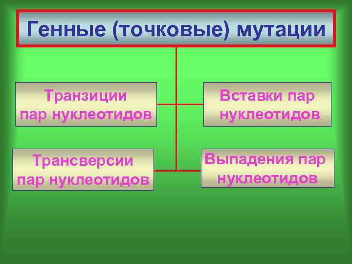 Генные (точковые) мутации Транзиции пар нуклеотидов Вставки пар нуклеотидов Трансверсии пар нуклеотидов Выпадения пар