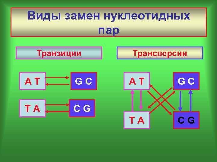 Виды замен нуклеотидных пар Транзиции АТ GC TA Трансверсии АТ GC CG TA CG