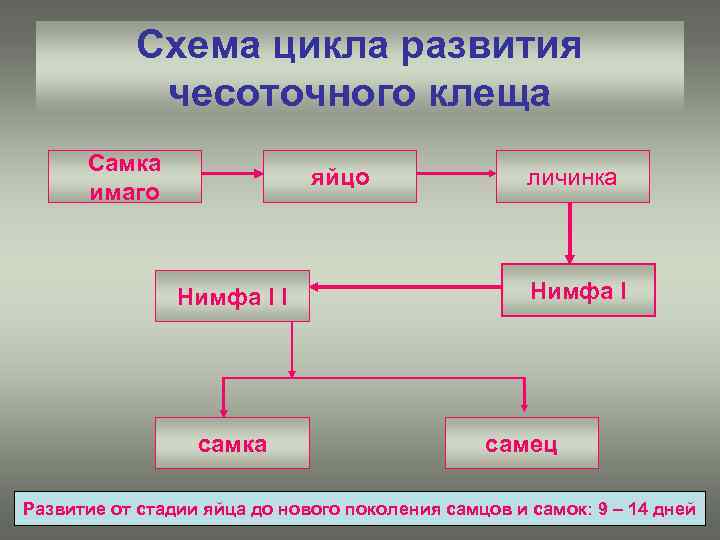 Схема цикла развития чесоточного клеща Самка имаго яйцо Нимфа I I самка личинка Нимфа