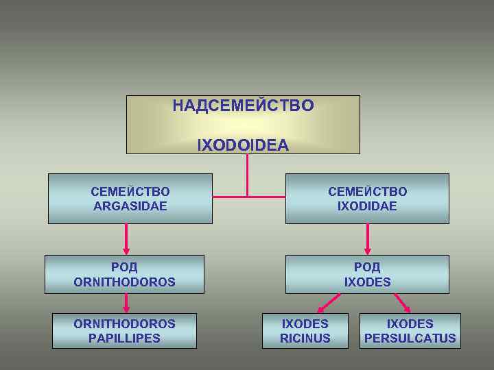 НАДСЕМЕЙСТВО IXODOIDEA СЕМЕЙСТВО ARGASIDAE СЕМЕЙСТВО IXODIDAE РОД ORNITHODOROS PAPILLIPES РОД IXODES RICINUS IXODES PERSULCATUS