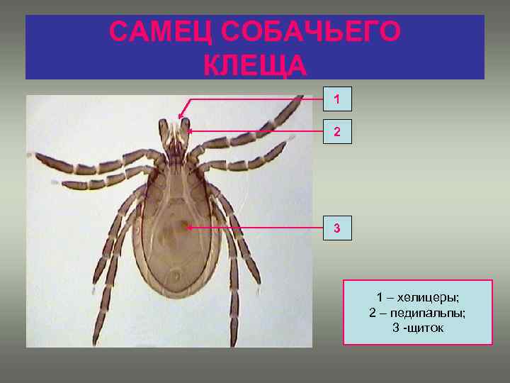 Медицинская арахноэнтомология презентация