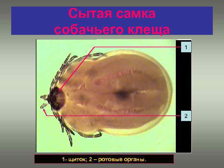 Медицинская арахноэнтомология презентация