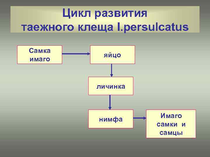 Цикл развития таежного клеща I. persulcatus Самка имаго яйцо личинка нимфа Имаго самки и