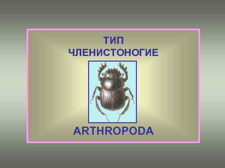 ТИП ЧЛЕНИСТОНОГИЕ ARTHROPODA 