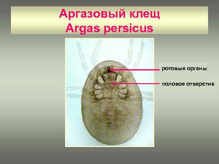 Аргазовый клещ Argas persicus ротовые органы половое отверстие 
