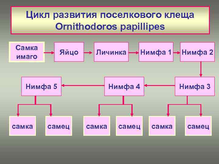 Цикл развития поселкового клеща Ornithodoros papillipes Самка имаго Яйцо Личинка Нимфа 5 самка самец
