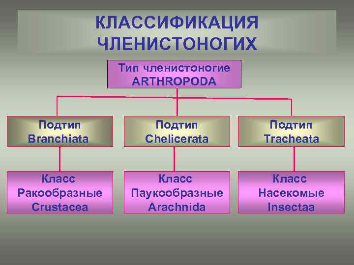 КЛАССИФИКАЦИЯ ЧЛЕНИСТОНОГИХ Тип членистоногие ARTHROPODA Подтип Branchiata Подтип Chelicerata Подтип Tracheata Класс Ракообразные Crustacea