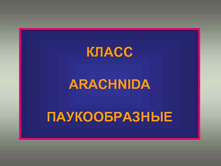 КЛАСС ARACHNIDA ПАУКООБРАЗНЫЕ 