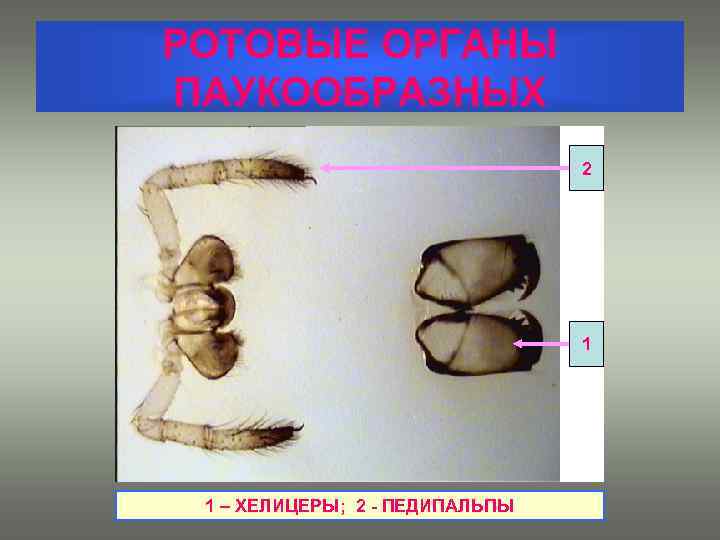 РОТОВЫЕ ОРГАНЫ ПАУКООБРАЗНЫХ 2 1 1 – ХЕЛИЦЕРЫ; 2 - ПЕДИПАЛЬПЫ 