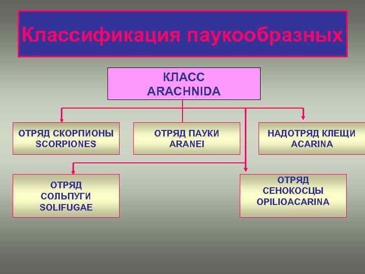 Классификация паукообразных КЛАСС ARACHNIDA ОТРЯД СКОРПИОНЫ SCORPIONES ОТРЯД СОЛЬПУГИ SOLIFUGAE ОТРЯД ПАУКИ ARANEI НАДОТРЯД