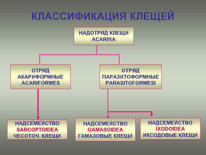 КЛАССИФИКАЦИЯ КЛЕЩЕЙ НАДОТРЯД КЛЕЩИ ACARINA ОТРЯД АКАРИФОРМНЫЕ ACARIFORMES НАДСЕМЕЙСТВО SARCOPTOIDEA ЧЕСОТОЧ. КЛЕЩИ ОТРЯД ПАРАЗИТОФОРМНЫЕ