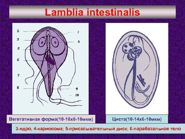 Lamblia intestinalis Вегетативная форма(10 -18 х8 -10 мкм) Циста(10 -14 х6 -10 мкм) 3