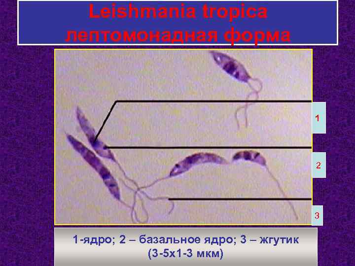 Leishmania tropica лептомонадная форма 1 2 3 1 -ядро; 2 – базальное ядро; 3