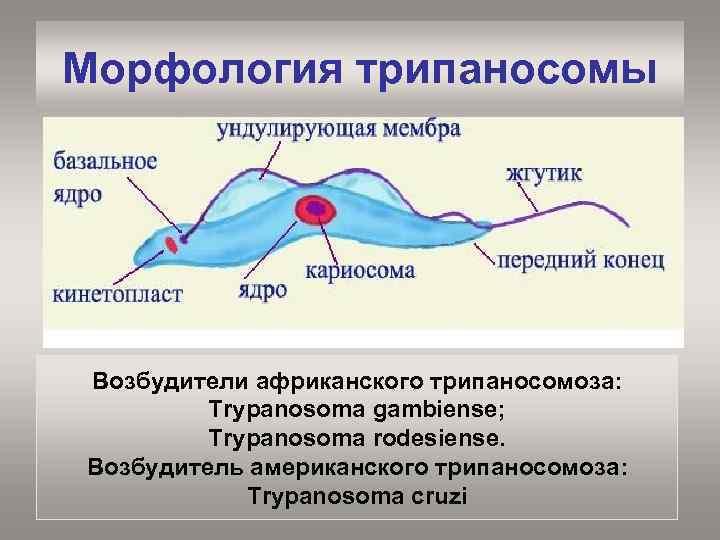 Морфология трипаносомы Возбудители африканского трипаносомоза: Trypanosoma gambiense; Trypanosoma rodesiense. Возбудитель американского трипаносомоза: Trypanosoma cruzi