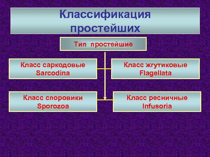 Классификация простейших Тип простейшие Класс саркодовые Sarcodina Класс жгутиковые Flagellata Класс споровики Sporozoa Класс