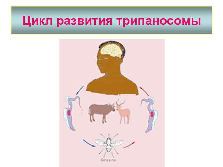Цикл развития трипаносомы 