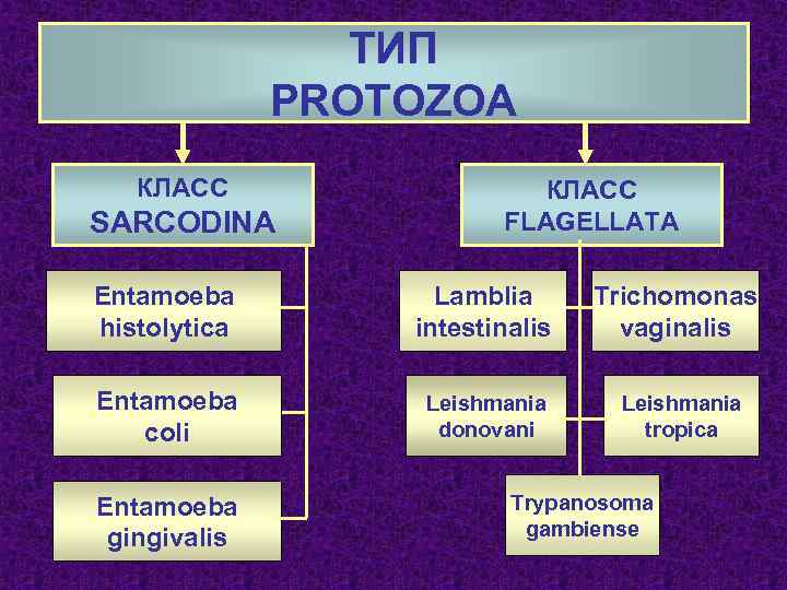 ТИП PROTOZOA КЛАСС SARCODINA КЛАСС FLAGELLATA Entamoeba histolytica Lamblia intestinalis Trichomonas vaginalis Entamoeba coli