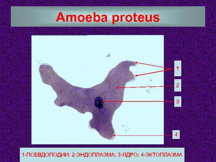 Amoeba proteus 1 2 3 4 1 -ПСЕВДОПОДИИ; 2 -ЭНДОПЛАЗМА; 3 -ЯДРО; 4 -ЭКТОПЛАЗМА