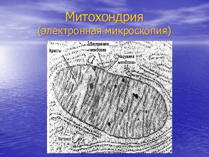 Митохондрия (электронная микроскопия) 