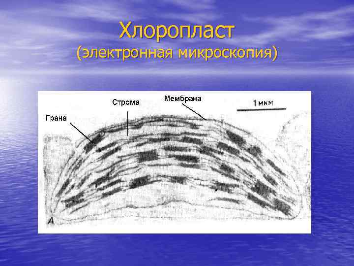 Хлоропласт (электронная микроскопия) 