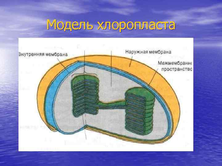 Модель хлоропласта 