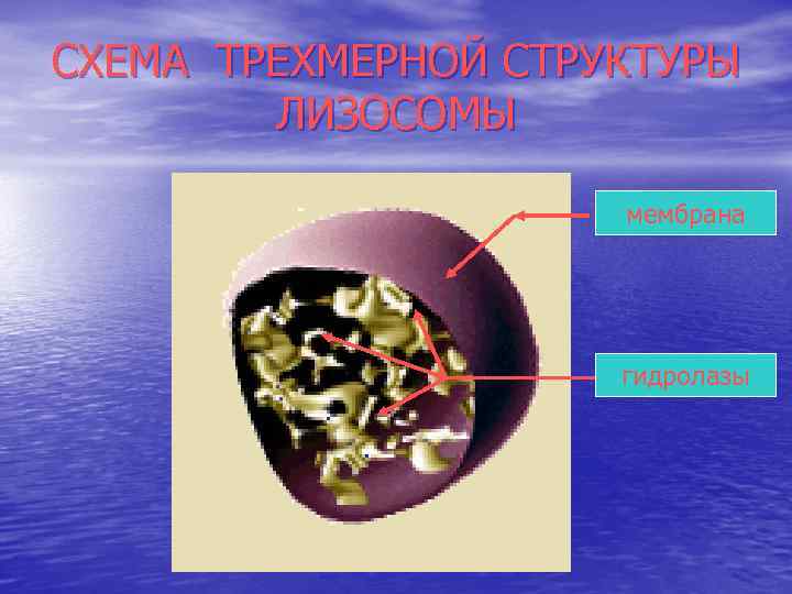 СХЕМА ТРЕХМЕРНОЙ СТРУКТУРЫ ЛИЗОСОМЫ мембрана гидролазы 