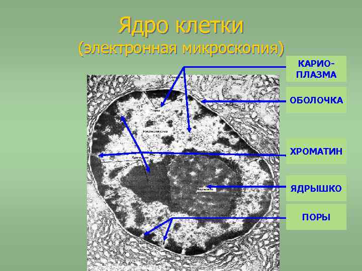 Ядро клетки (электронная микроскопия) КАРИОПЛАЗМА ОБОЛОЧКА ХРОМАТИН ЯДРЫШКО ПОРЫ 